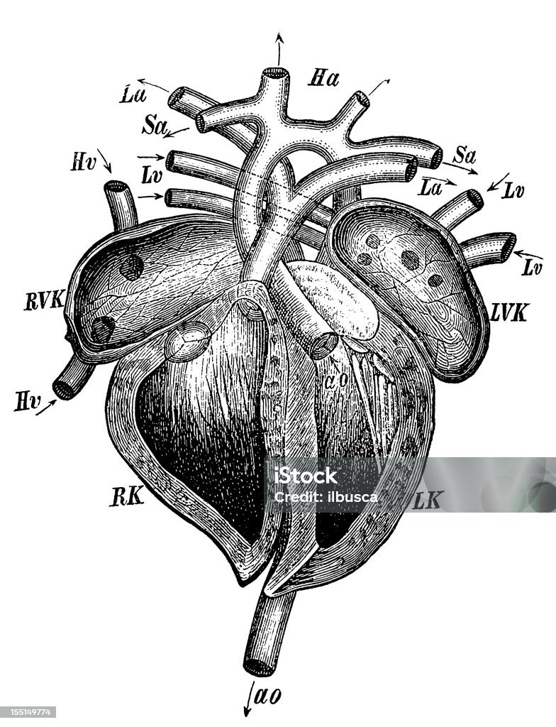 Coração Humano secção - Royalty-free Corpo humano Ilustração de stock