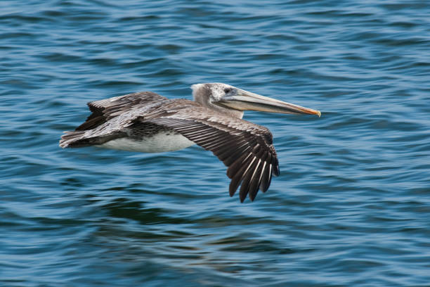 istock Brown Pelican Skimming Across the Water 155149989