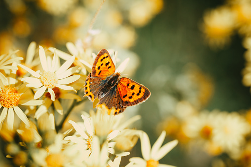 A small copper butterfly bathes in the sunlight on yellow flowers in the meadow.