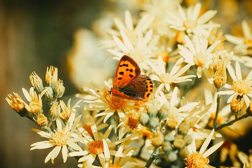 A small copper butterfly bathes in the sunlight on yellow flowers in the meadow.
