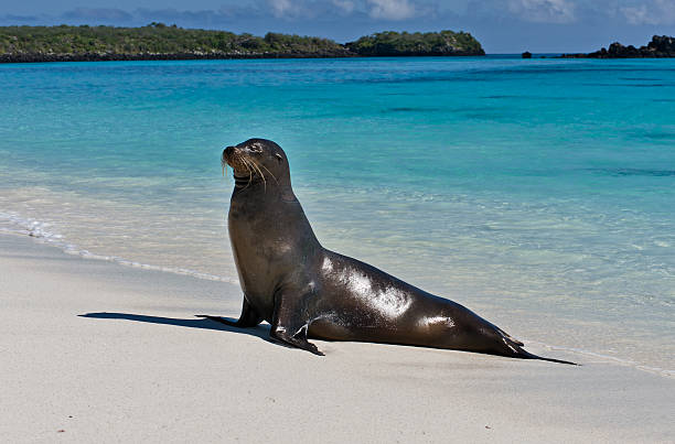 istock Galapagos Seal Lion on a beach 155150079