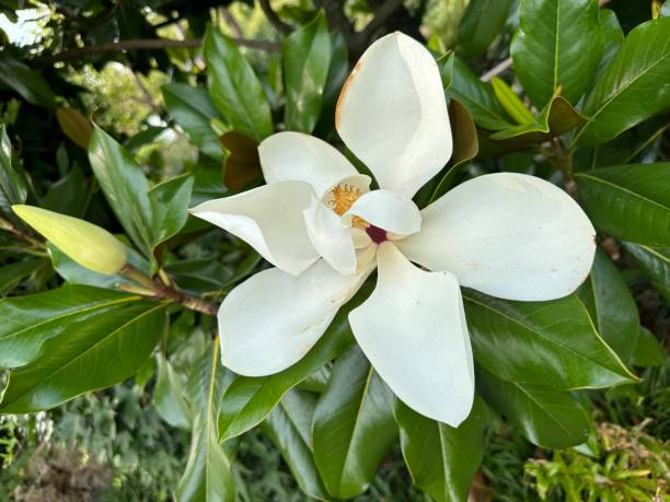 Edible flower. Blooming Magnolia Grandiflora close-up This plant has fragrant flowers. Leaves and petals are edible. Blooms in July-August Magnolia stock pictures, royalty-free photos & images