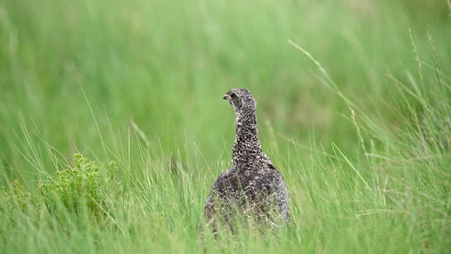 Sage-Grouse hen walking through grass keeping a lookout