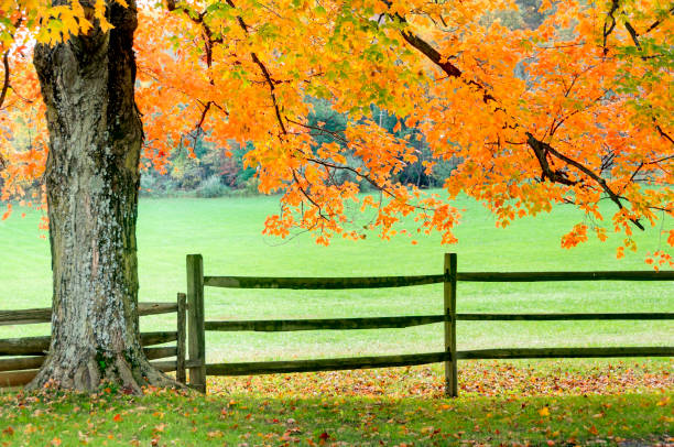 istock Backlit autumn maple tree and fence 155150402