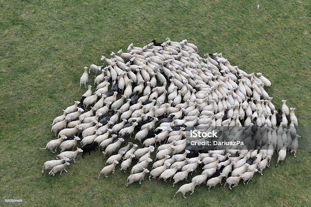 Birds eye view of a herd of sheep Aerial photo taken in Poland. Photo shows the autumnal forest on the shore of lakes in the Pomeranian province Bytówhttp://marcinskiba.nazwa.pl/darek/farmland.JPG Sheep Stock Photo