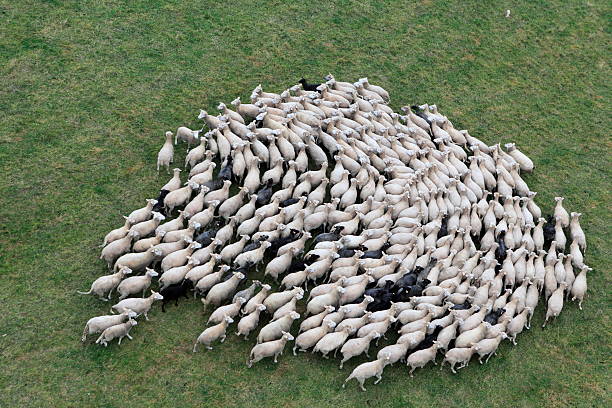 Birds eye view of a herd of sheep Aerial photo taken in Poland. Photo shows the autumnal forest on the shore of lakes in the Pomeranian province Bytówhttp://marcinskiba.nazwa.pl/darek/farmland.JPG herd stock pictures, royalty-free photos & images