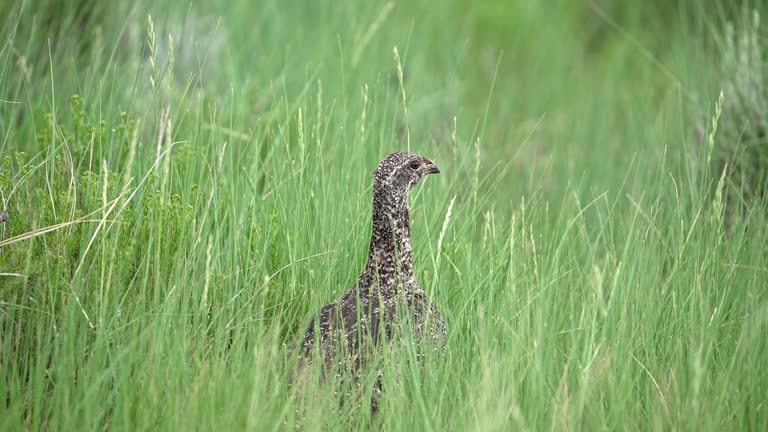 Sage-Grouse hen walking through grass in the Wyoming wilderness