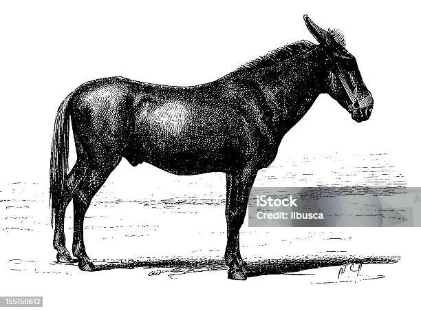 Kaukaski Muł - Stockowe grafiki wektorowe i więcej obrazów Osioł - Osioł, Koń, Antyczny