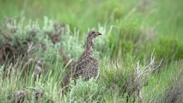 Hen Sage Grouse camouflaged in the Wyoming Wilderness