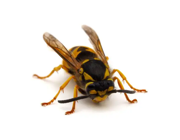 Vespula germanica, the European wasp, German wasp, or German yellowjacket, is a species of wasp found in much of the Northern Hemisphere, native to Europe, Northern Africa, and temperate Asia.
