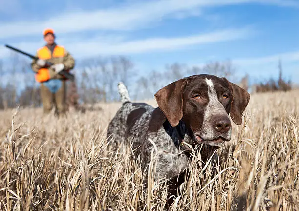 Photo of German Wirehair Pointer and man upland bird hunting.