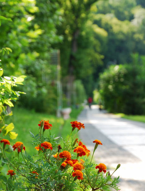 Tagetes is flowering against the blurred park. Sunlit alley is running away. Blurry silhouette of person is in the distance.