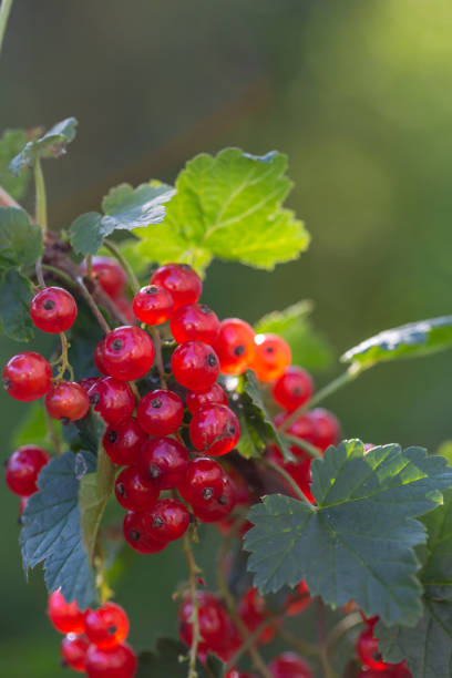 istock Red currant berries on a summer day macro photography. 1551507802