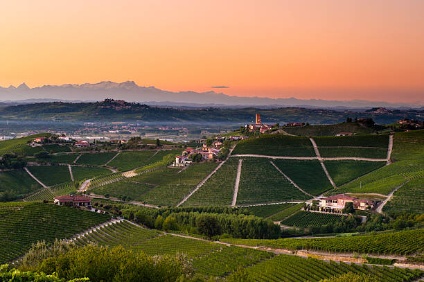 Barbaresco vineyards at dusk Barbaresco, Langhe, Piedmont, Italy. alba italy photos stock pictures, royalty-free photos & images
