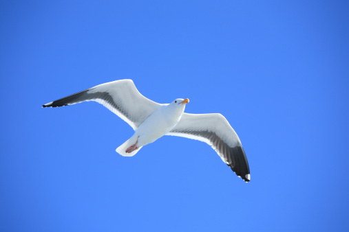 Seagull flying under blue sky