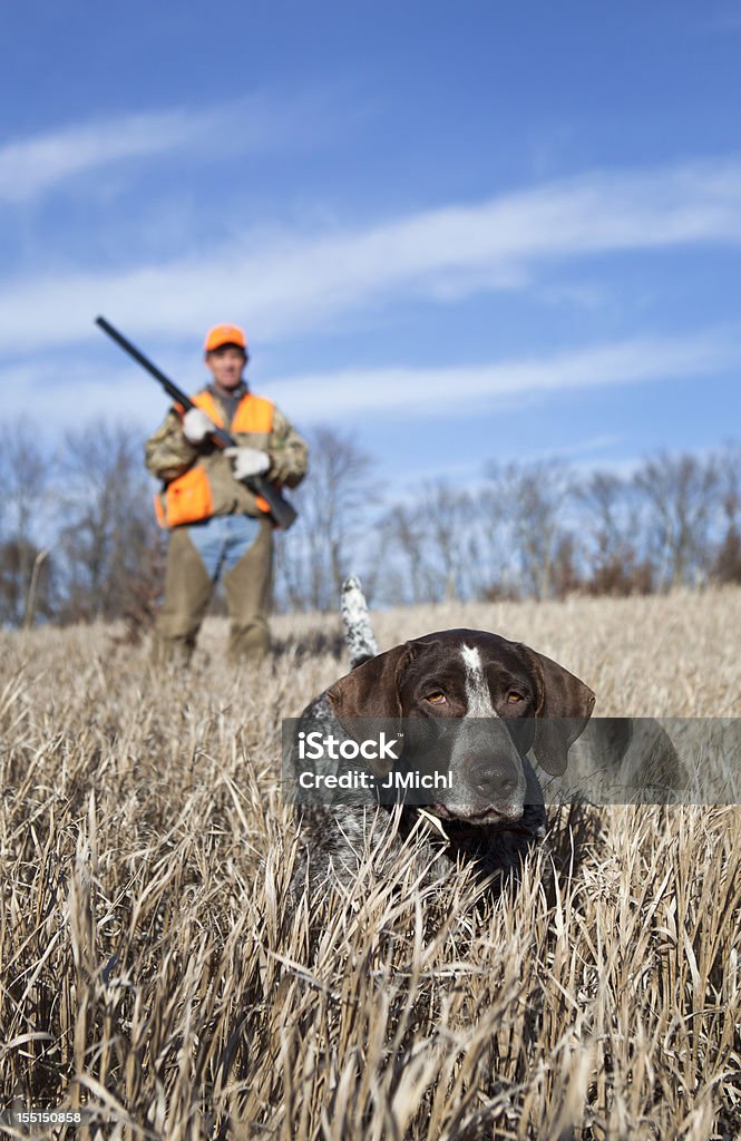 Cão de Caça e homem Upland Caça de pássaros no campo do centro-oeste. - Foto de stock de Caça de pássaros royalty-free