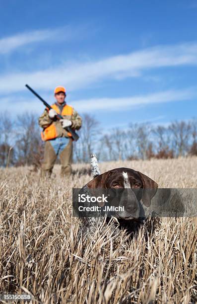 Foto de Cão De Caça E Homem Upland Caça De Pássaros No Campo Do Centrooeste e mais fotos de stock de Caça de pássaros