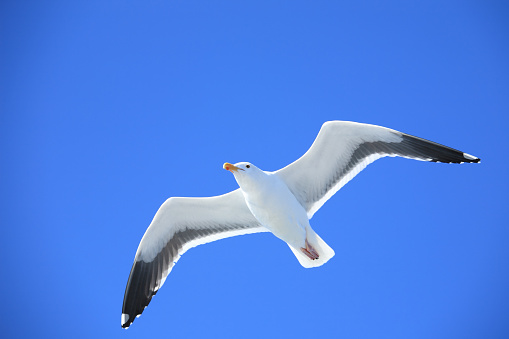 Seagull on blue background. European herring gull, Larus argentatus.