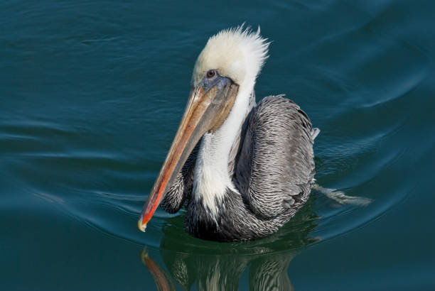 istock Brown Pelican With White Head Plumage 155150983