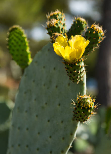 yellow flowers on a cactus are blooming bright color