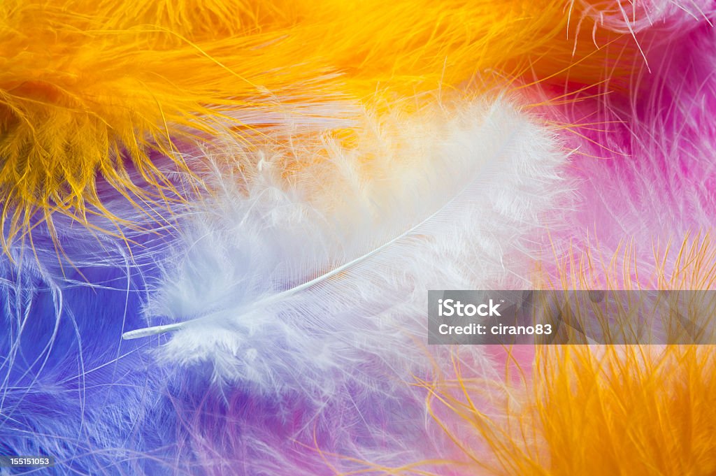 White Feather On A Multi Colored Background White feather on a multi colored background. Abstract Stock Photo