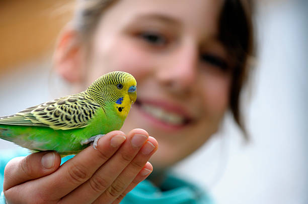 Cute Girl With A Budgie Yellow-green budgie sitting on a girls hand against blurred background. Focus on the bird. parakeet stock pictures, royalty-free photos & images