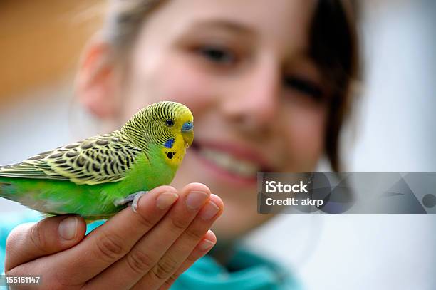 Cute Girl With A Budgie Stock Photo - Download Image Now - Bird, Pets, Budgerigar
