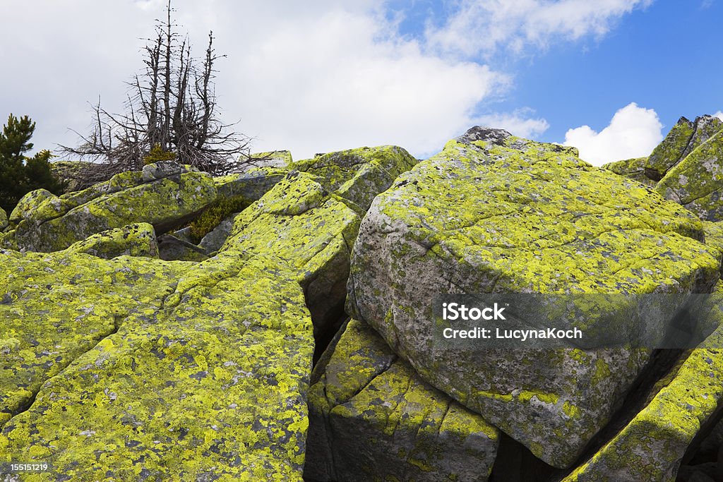 Painted stone - Lizenzfrei Baum Stock-Foto