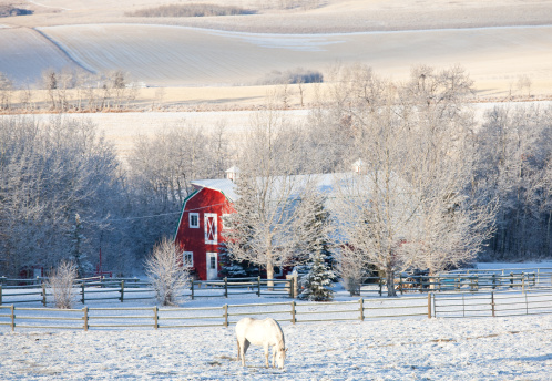 A beautiful winter scenic in Alberta, Canada. White horse and red barn. Rolling prairie.