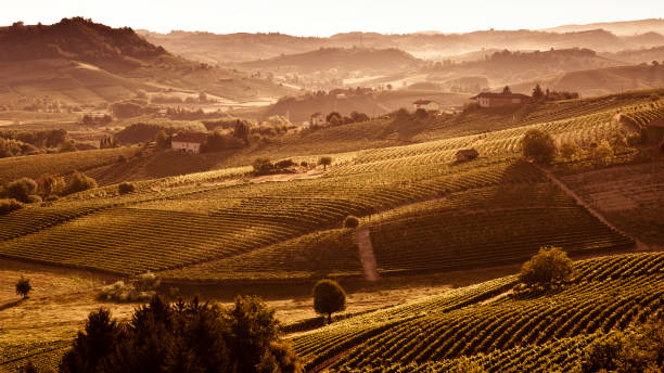 Hills with vineyards.