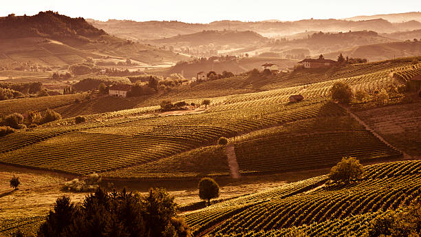 Hills at sunset with vineyards and trees Hills with vineyards. alba italy photos stock pictures, royalty-free photos & images