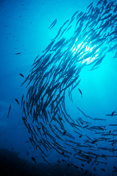 Baracuda Swirl Schooling Baracuda swim together in a swirl, with the sun bursting from above them. school of fish stock pictures, royalty-free photos & images