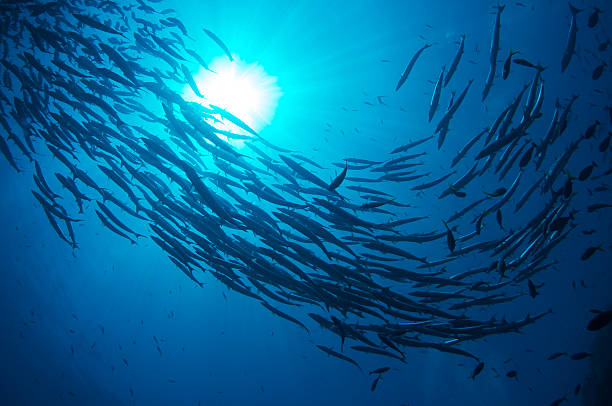 istock Swirl of Baracuda 155151402