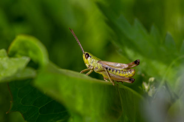 istock Green grasshoper sitting on a green leaf macro photography in summertime. 1551514079