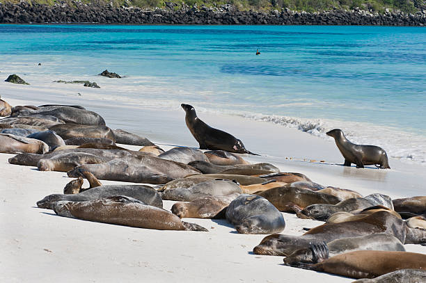 istock Galapagos Seal Lions on a beach 155151472