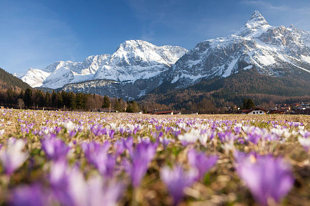 primavera crocus meadow nos alpes, tirol, áustria - sonnenspitze - fotografias e filmes do acervo