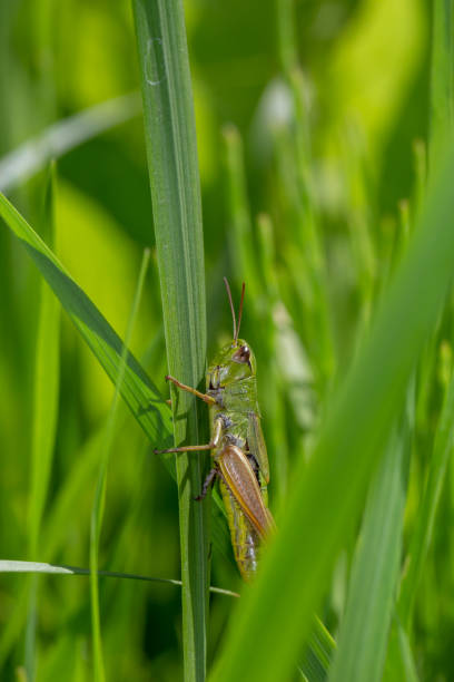 istock Green grasshoper sitting on a green leaf macro photography in summertime. 1551516717