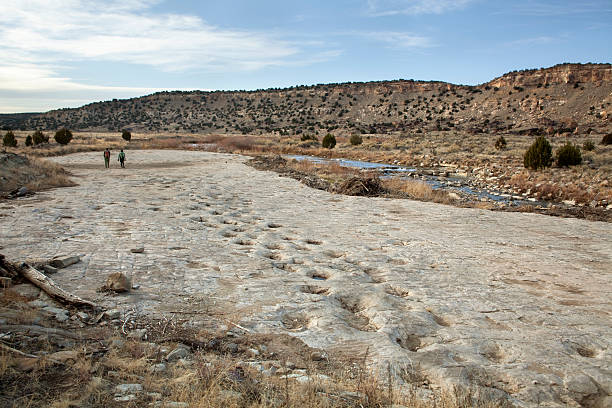 Visitors at Jurassic sauropod dinosaur tracksite Purgatoire River Colorado During the late Jurassic Period about 150 million years ago, dinosaurs congregated along the shores of a vast freshwater lake in what is now southeastern Colorado. They left behind large trackways in the mud which shows up today eroded by river waters as over 1300 dinosaur footprints in limestone along the Purgatoire River. Most of these tracks are by made by herding Apatosaurus or sauropod dinosaurs. Part of the Picket Wire Canyonlands, the tracksite is the largest dinosaur tracksite in North America. jurassic photos stock pictures, royalty-free photos & images