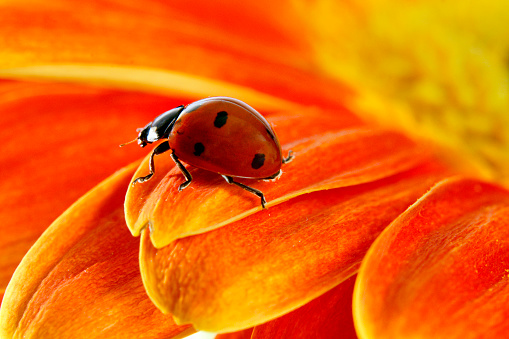 Ladybug on orange flower