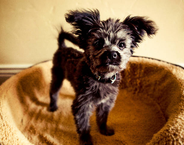 Puppy that is part yorkie terrier and part poodle (hypoallergenic dog)