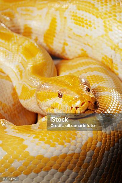 Serpientealbina Pitón Birmano Foto de stock y más banco de imágenes de Albino - Albino, Serpiente, Pitón