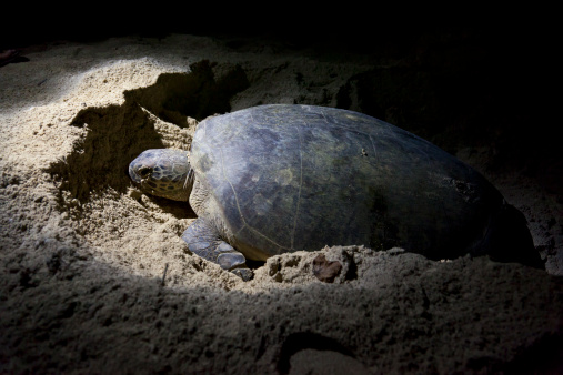 Green turtle laying eggs at Turtle Island Park, Sabah, Malaysia