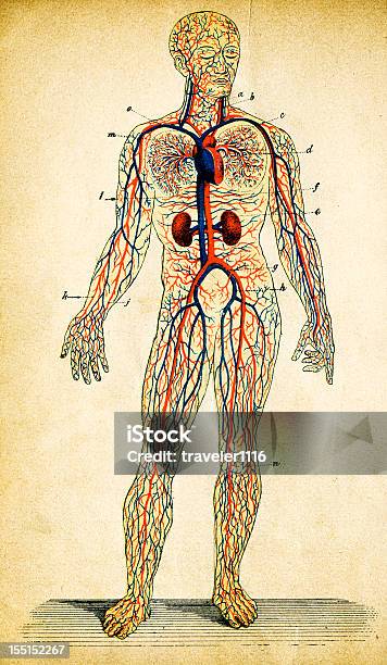 人間の循環系 - 人体のベクターアート素材や画像を多数ご用意 - 人体, 人体構造, イラストレーション