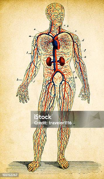 휴머니즘 순환계 인체에 대한 스톡 벡터 아트 및 기타 이미지 - 인체, 해부학, 일러스트레이션