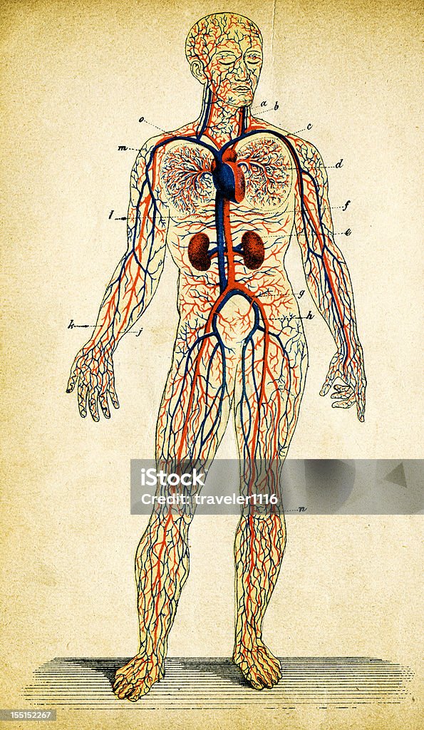Sistema circulatório Humano - Royalty-free Corpo humano Ilustração de stock