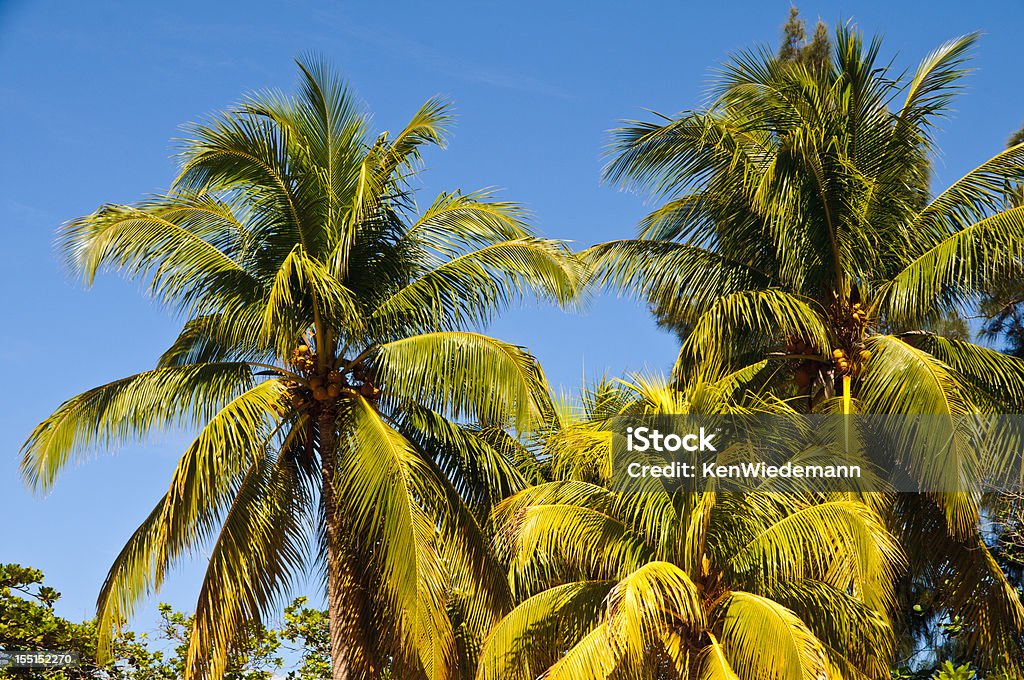 Coconut Palm Trio  Coconut Palm Tree Stock Photo