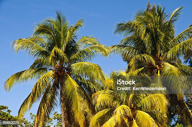 Coconut Palm Trio Stock Photo - Download Image Now - Coconut Palm Tree, Color Image, Haiti