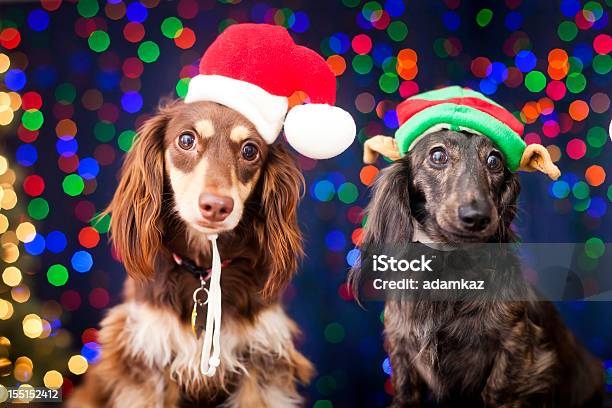 Natale Fritta - Fotografie stock e altre immagini di Bassotto - Bassotto, Natale, Rosso