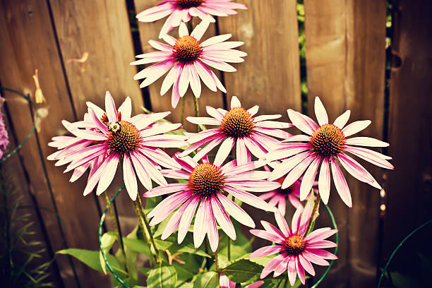 istock Echinacea purpurea and bumblebee (Cross process). 155152444