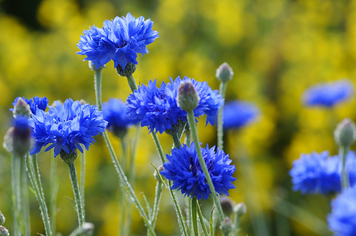 Cichorium intybus. Common chicory flowers isolated on white background.